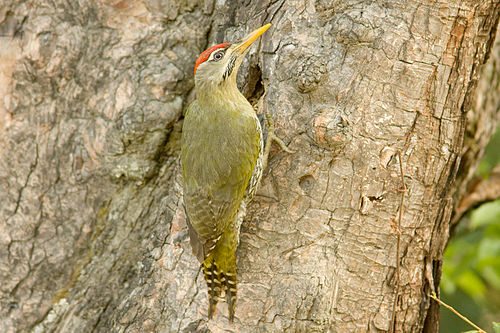 Scaly-bellied woodpecker